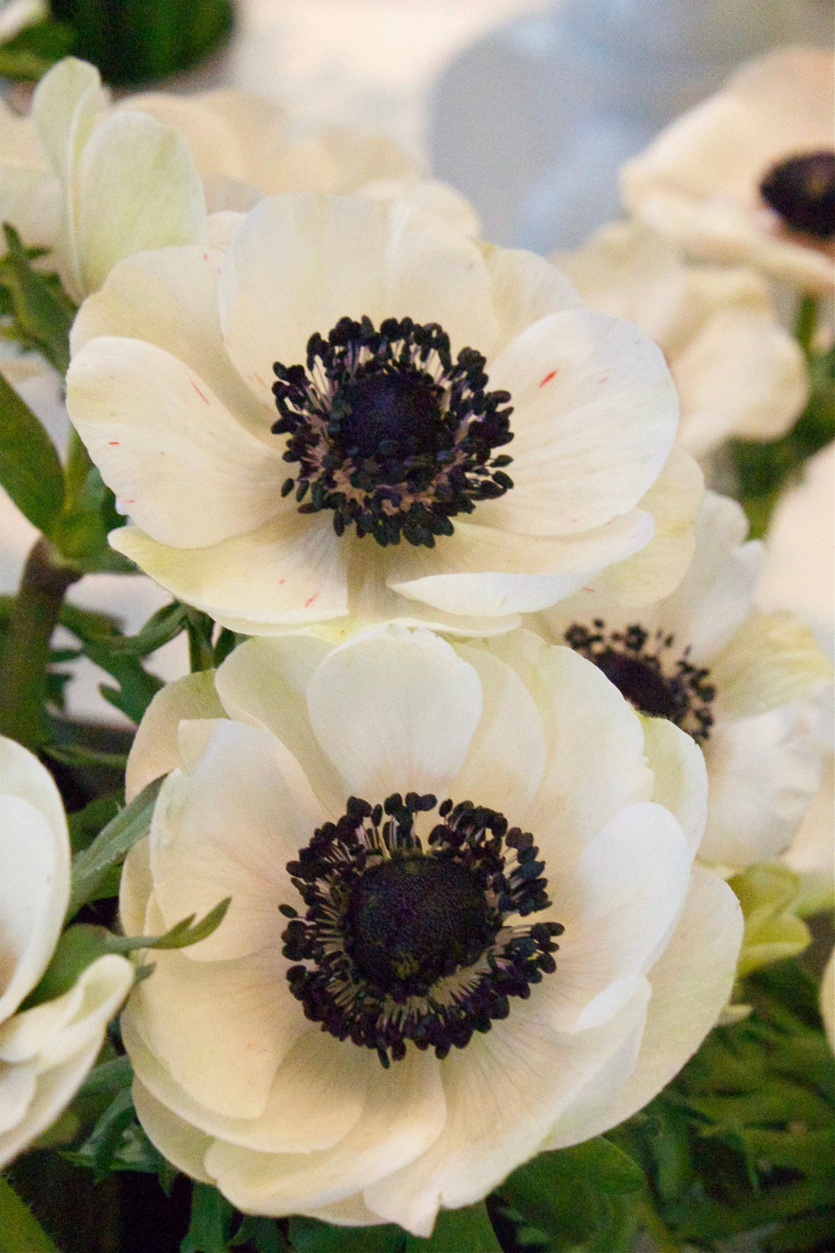 Anemone Coronaria Bride