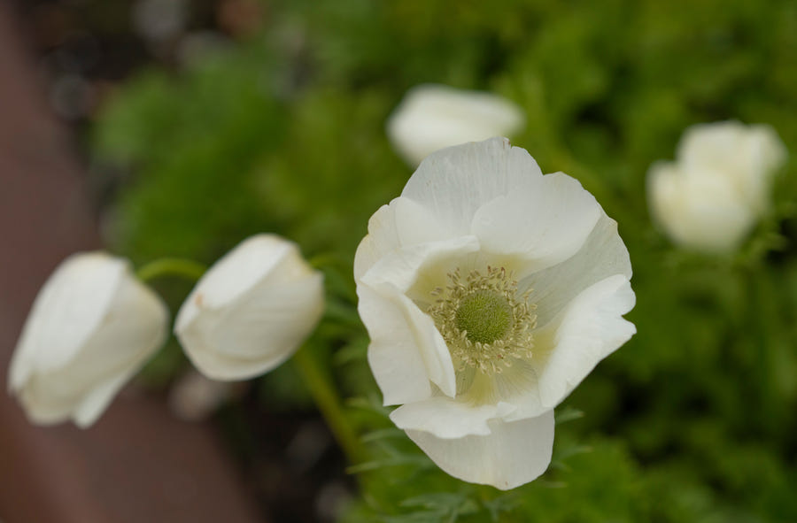 Anemone Coronaria Bride