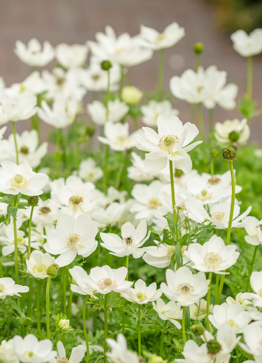 Anemone Coronaria Bride