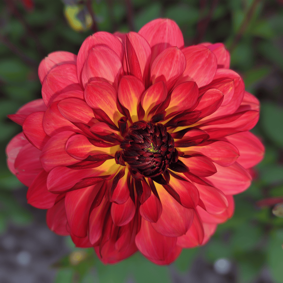 Dahlia Antibes flowers in the garden