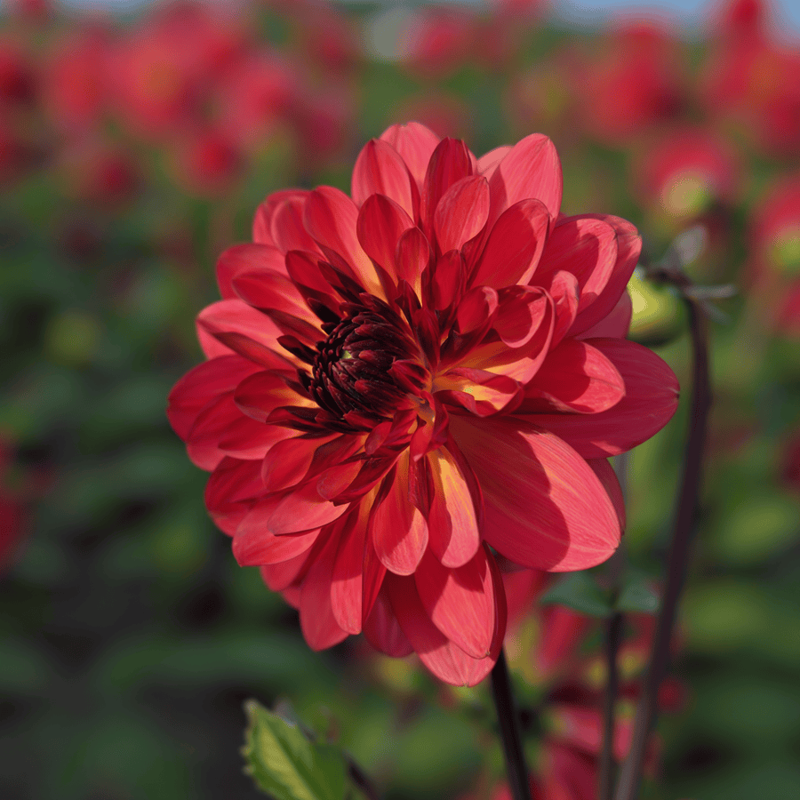Dahlia Antibes close-up