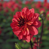 Dahlia Antibes
