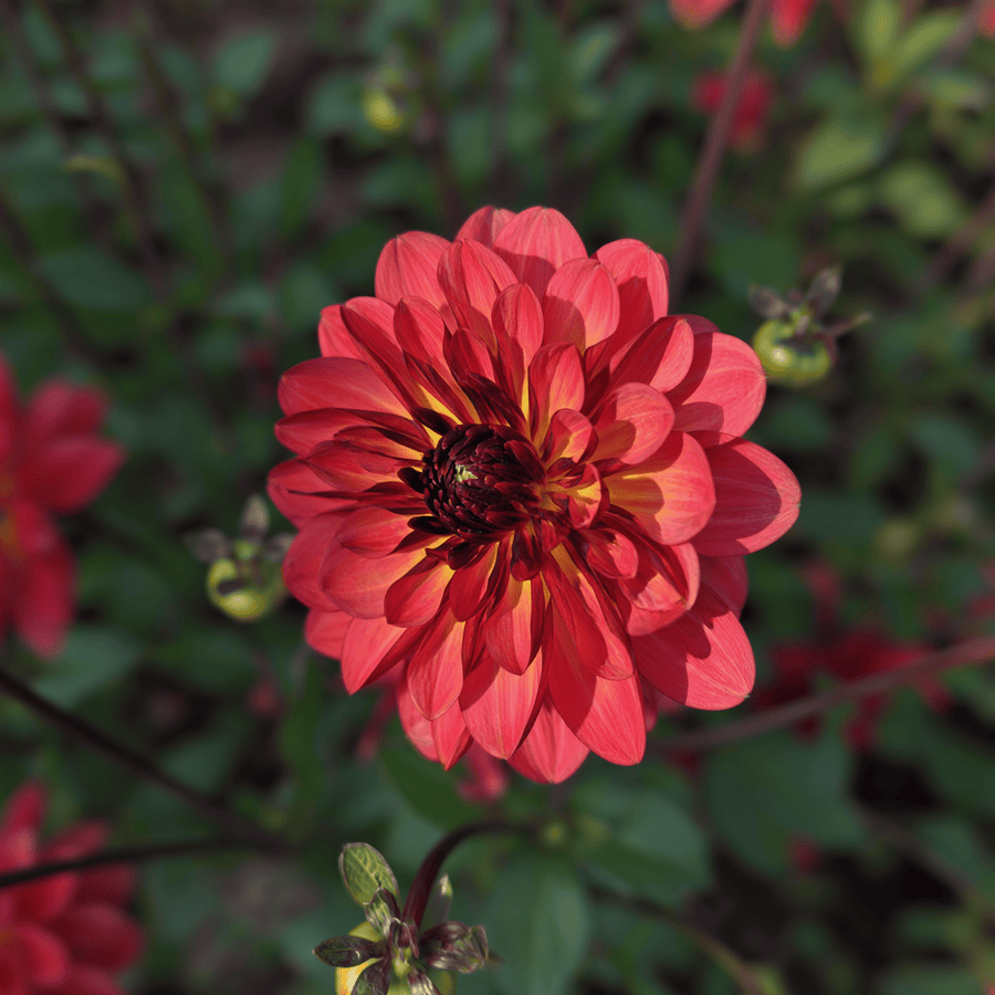 Dahlia Antibes, photo 4