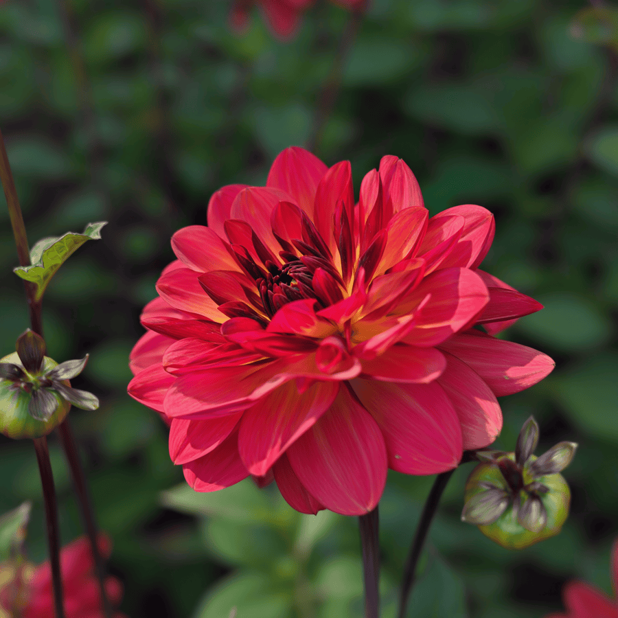 Dahlia Antibes, photo 5