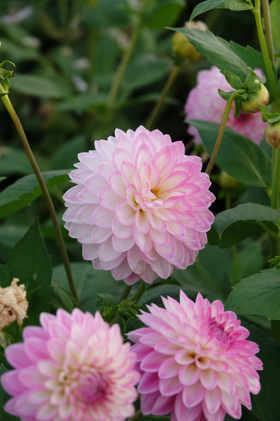 Dahlia Arbatax, photo 4