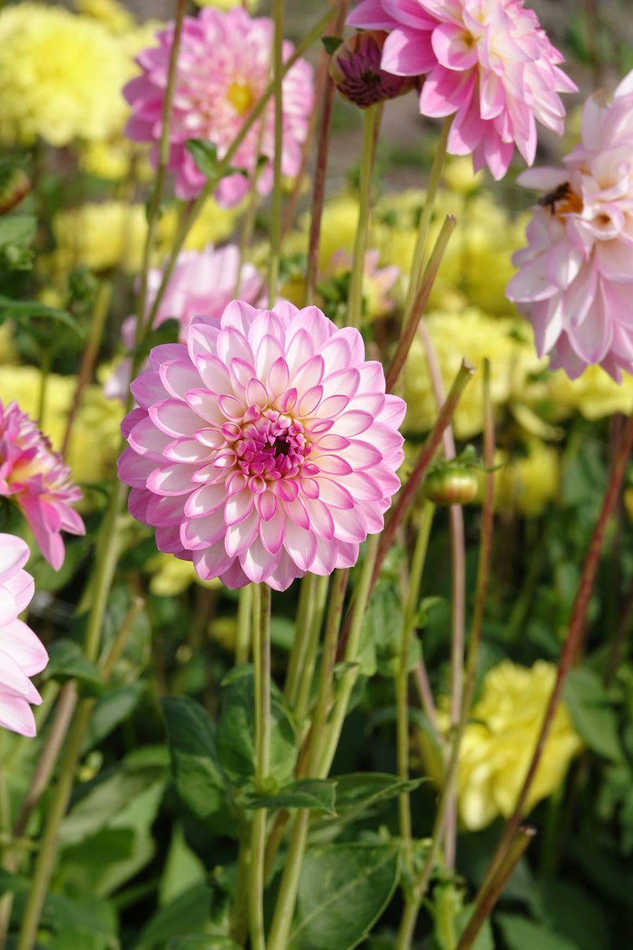 Dahlia Arbatax flowers in the garden