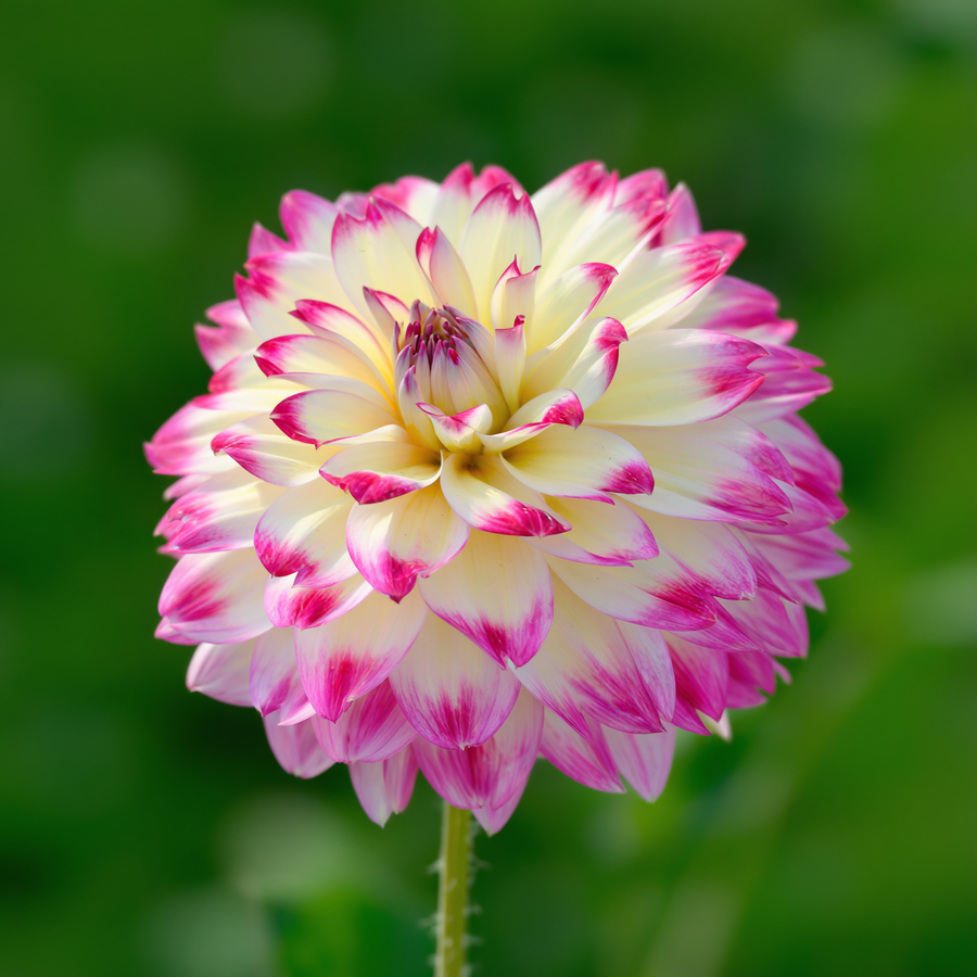 Dahlia Ariko Aphrodite close-up