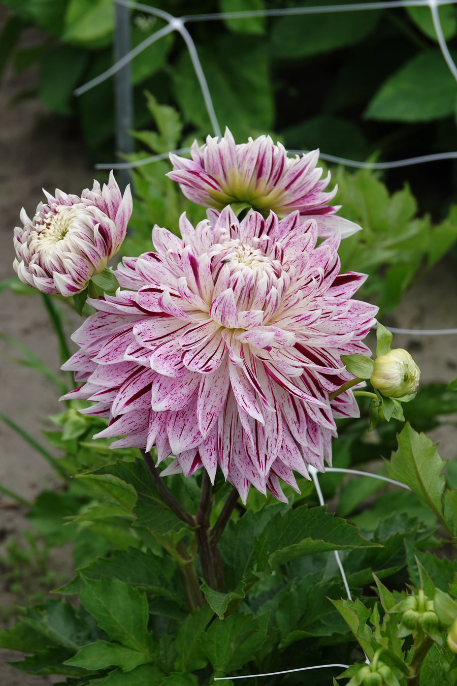Dahlia Avignon