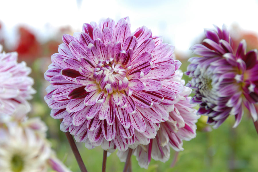 Dahlia Avignon flowers in the garden