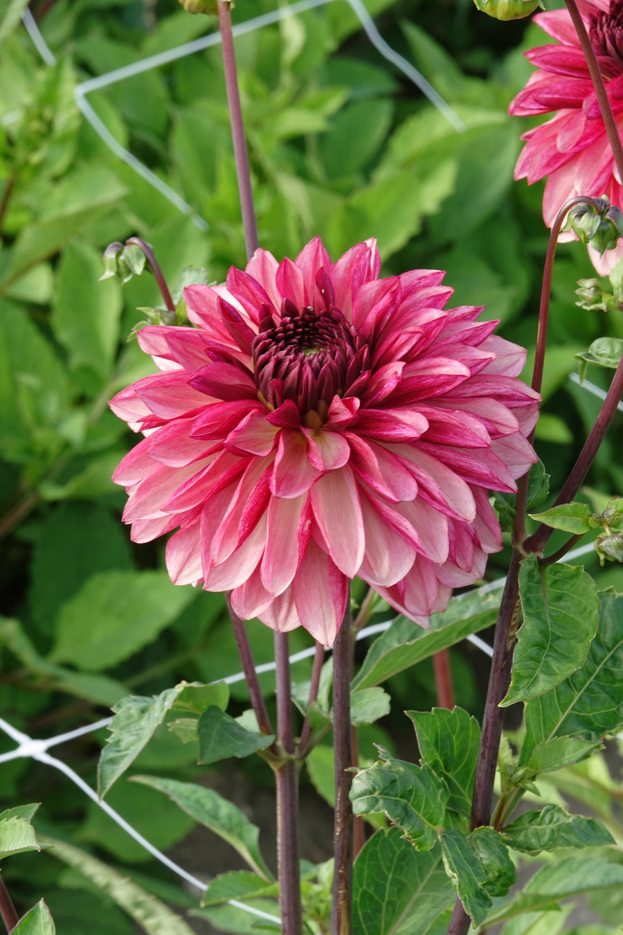Dahlia Bacardi close-up
