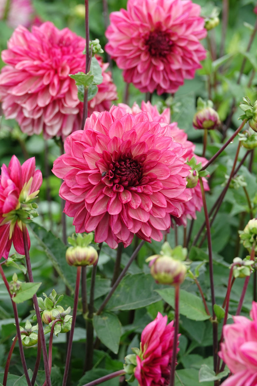 Dahlia Bacardi flowers in the garden