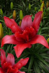 Lilium Amerikaanse zeearend