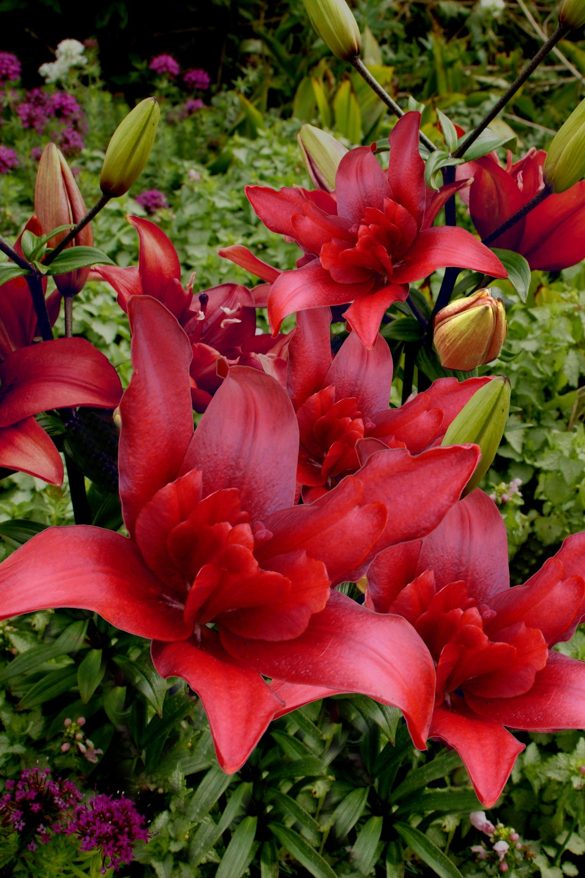 Lilium Amerikaanse zeearend