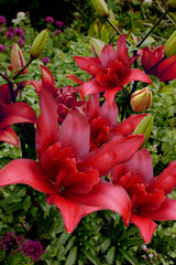 Lilium Amerikaanse zeearend