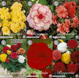 Begonia Zomerse Charme