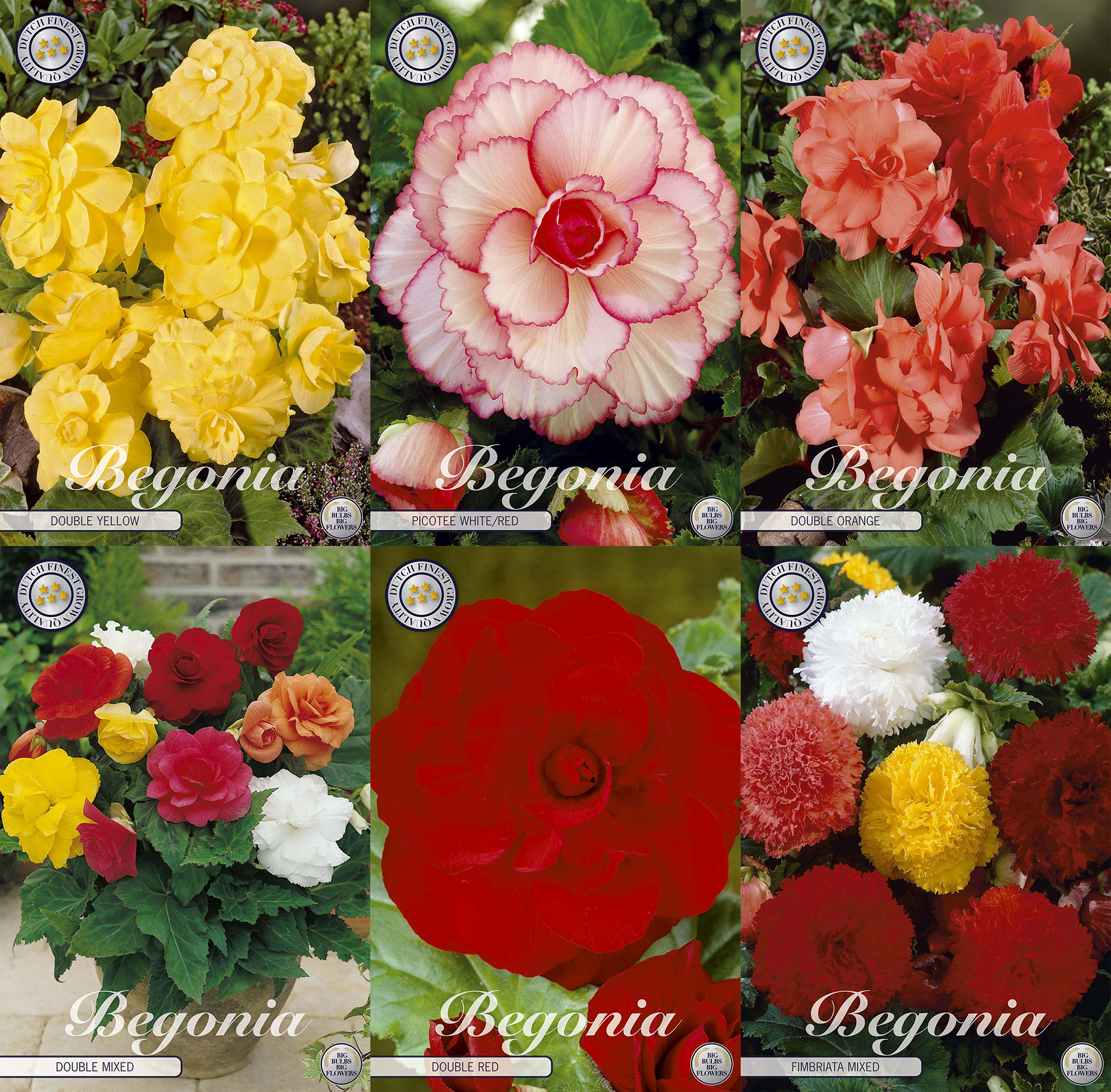 Begonia Zomerse Charme