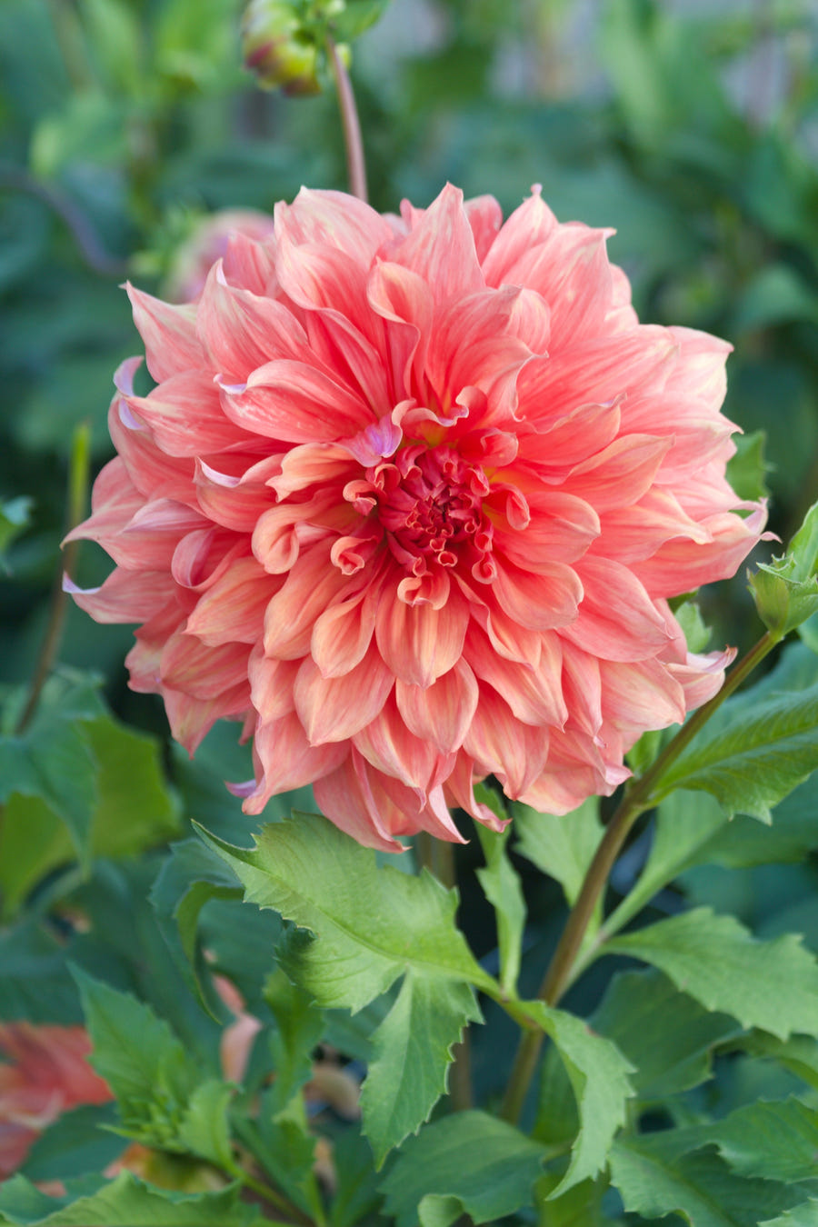 Dahlia Belle of Barmera, photo 6