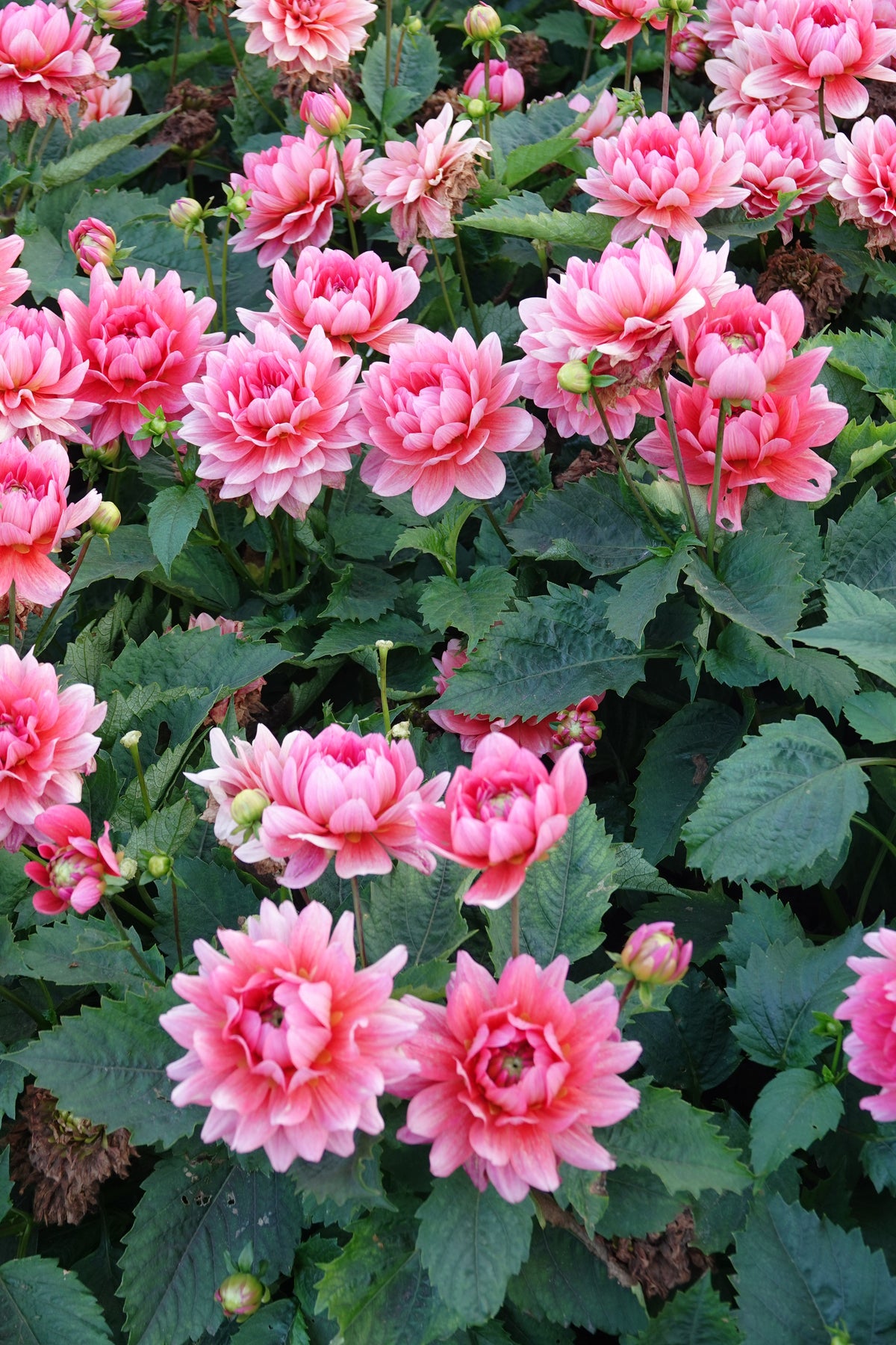 Dahlia Berliner Kleene