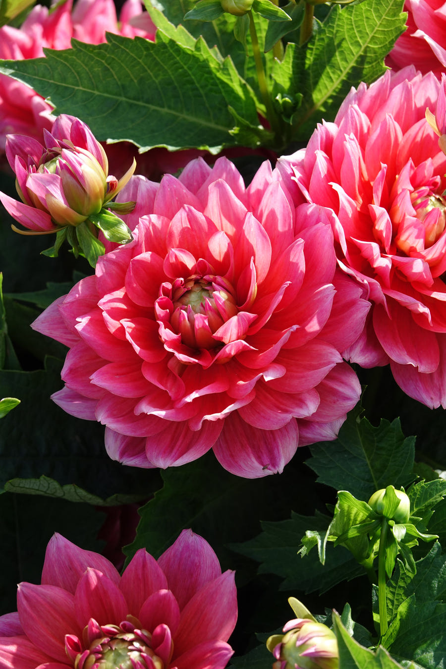 Dahlia Berliner Kleene, photo 5