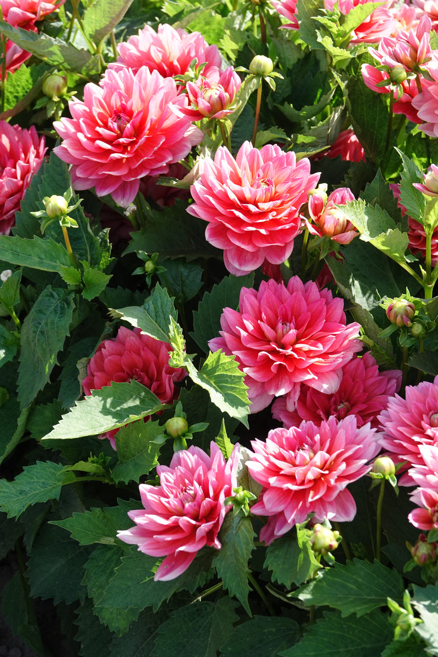 Dahlia Berliner Kleene flowers in the garden
