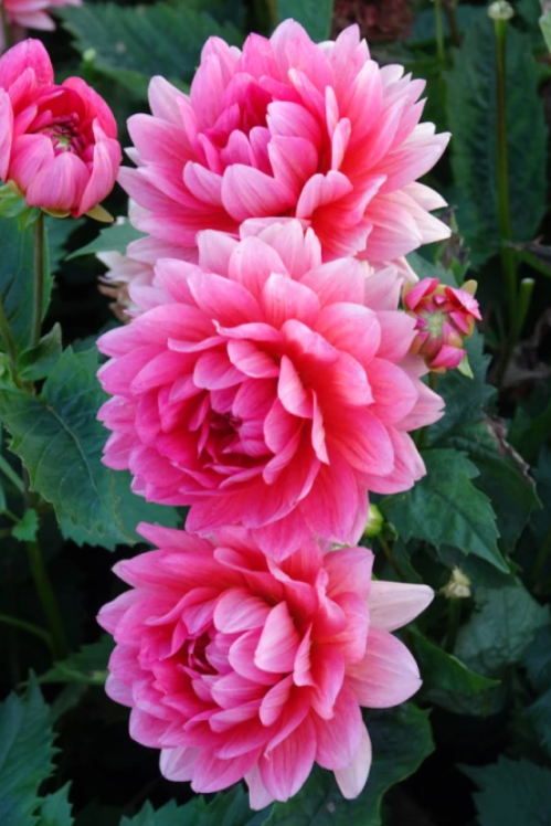 Dahlia Berliner Kleene close-up