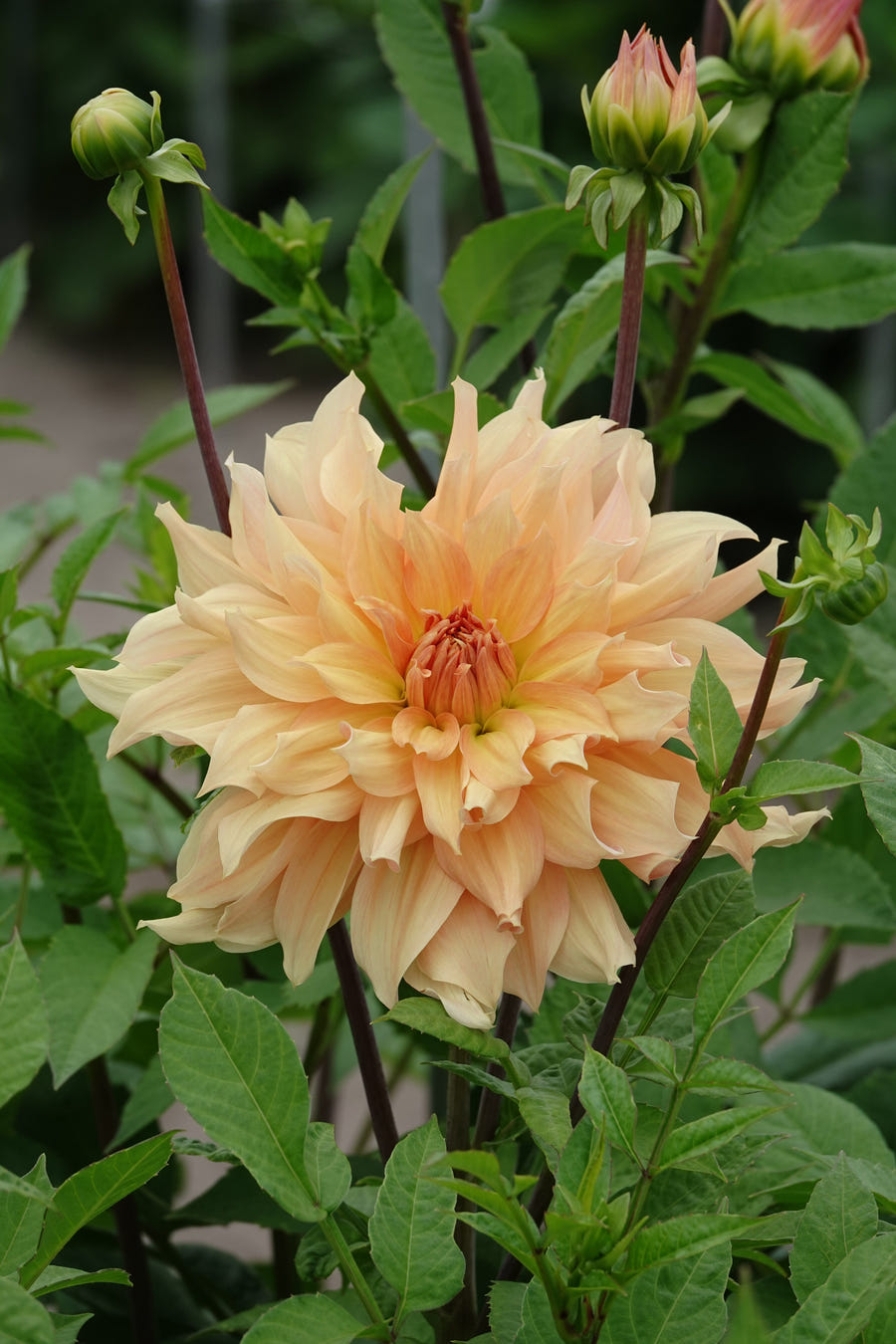 Dahlia Big Brother flowers in the garden