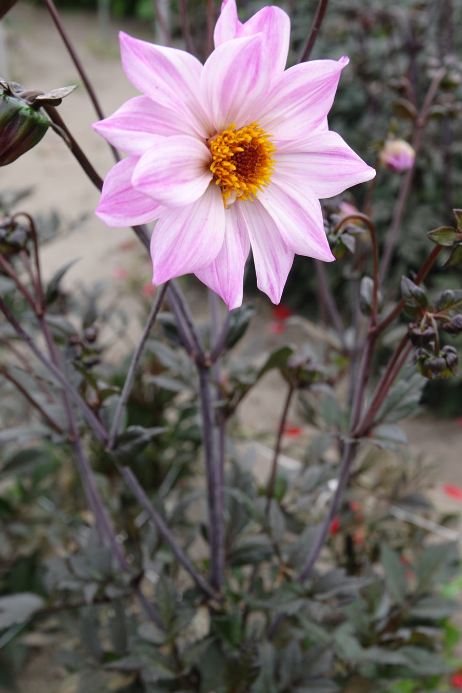 Dahlia Bishop of Leicester close-up