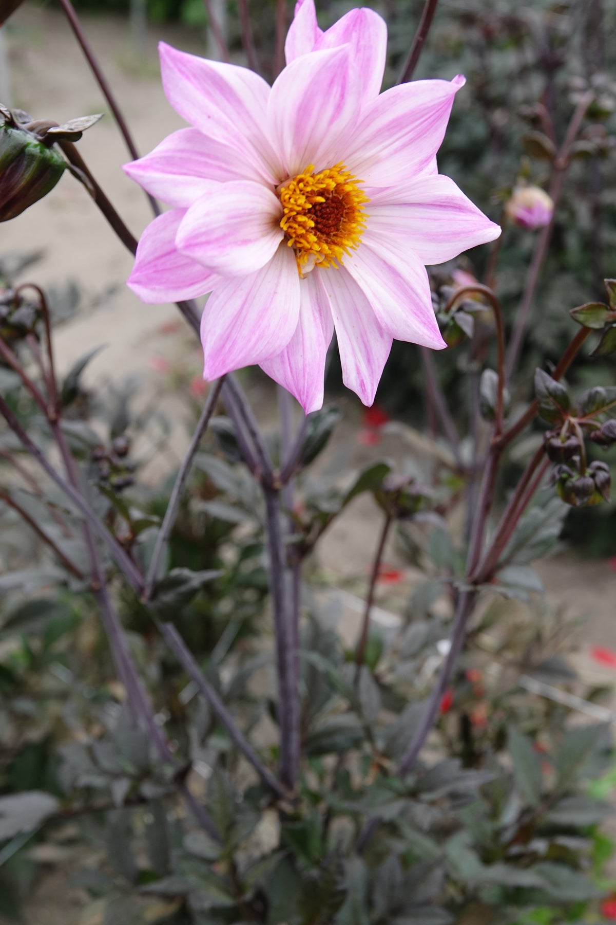 Dahlia Bishop of Leicester