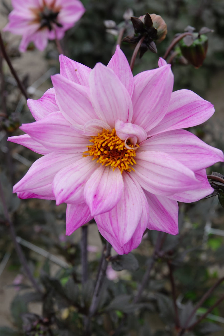 Dahlia Bishop of Leicester flowers in the garden