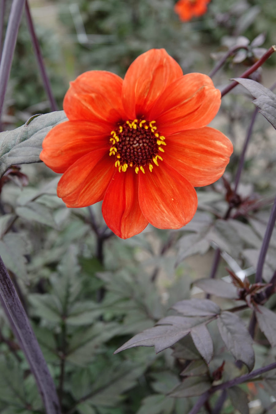 Dahlia Bishop of Oxford flowers in the garden