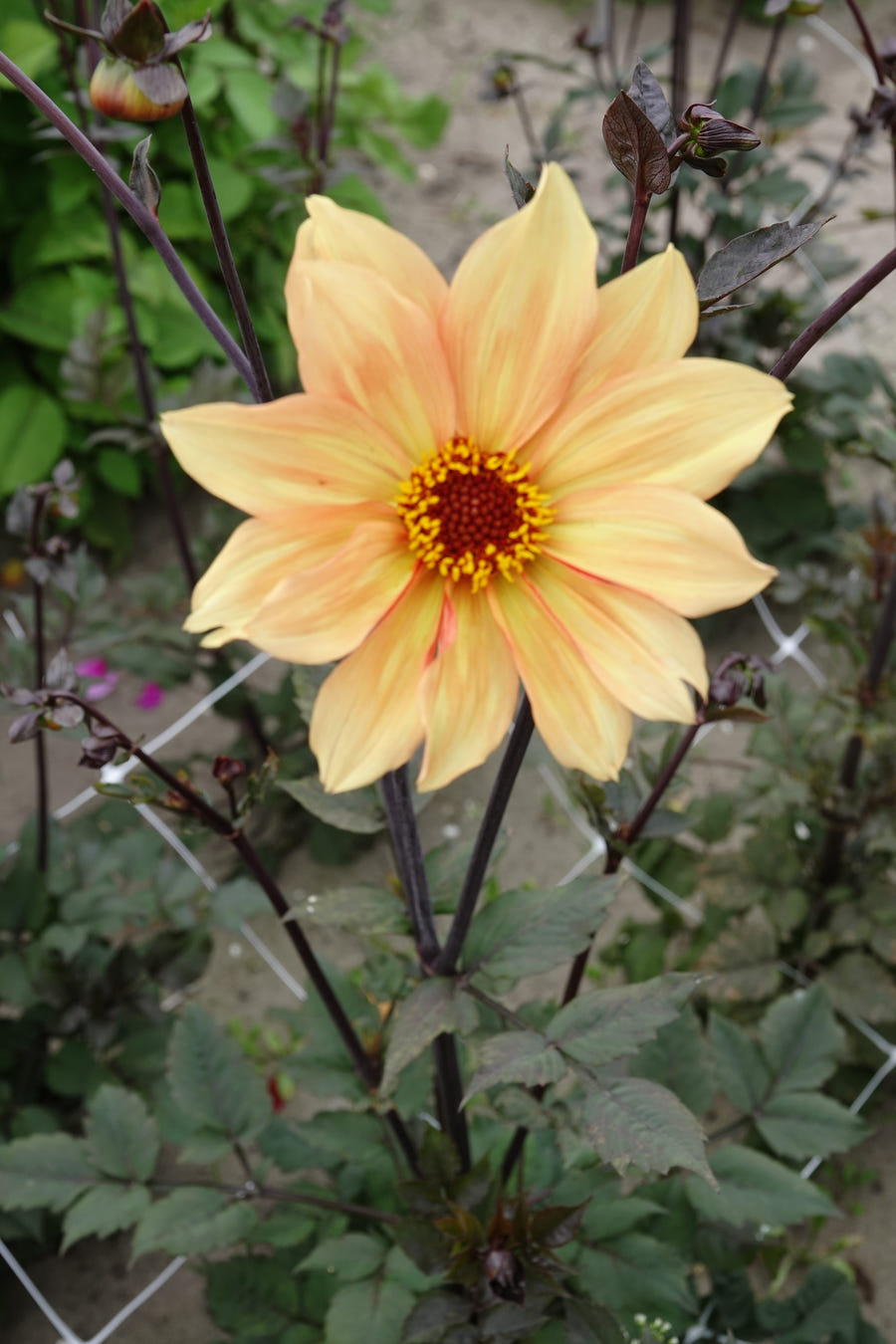 Dahlia Bishop of York flowers in the garden