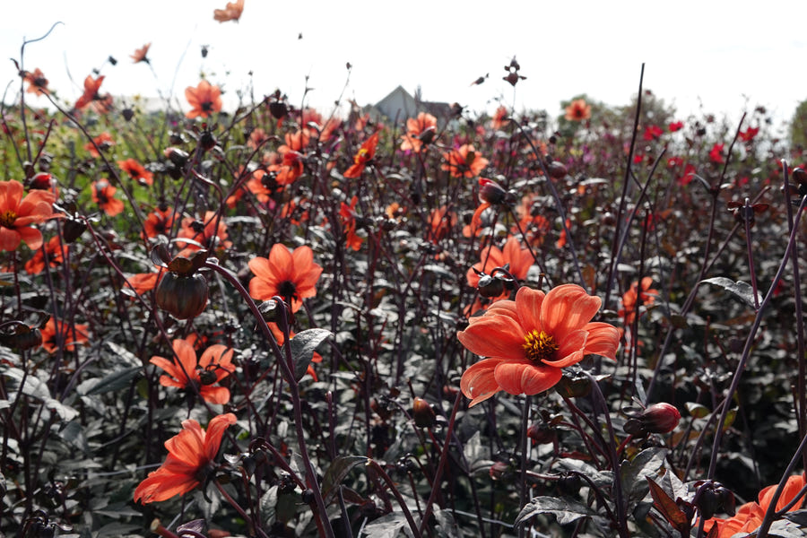 Dahlia Bishop of Oxford close-up