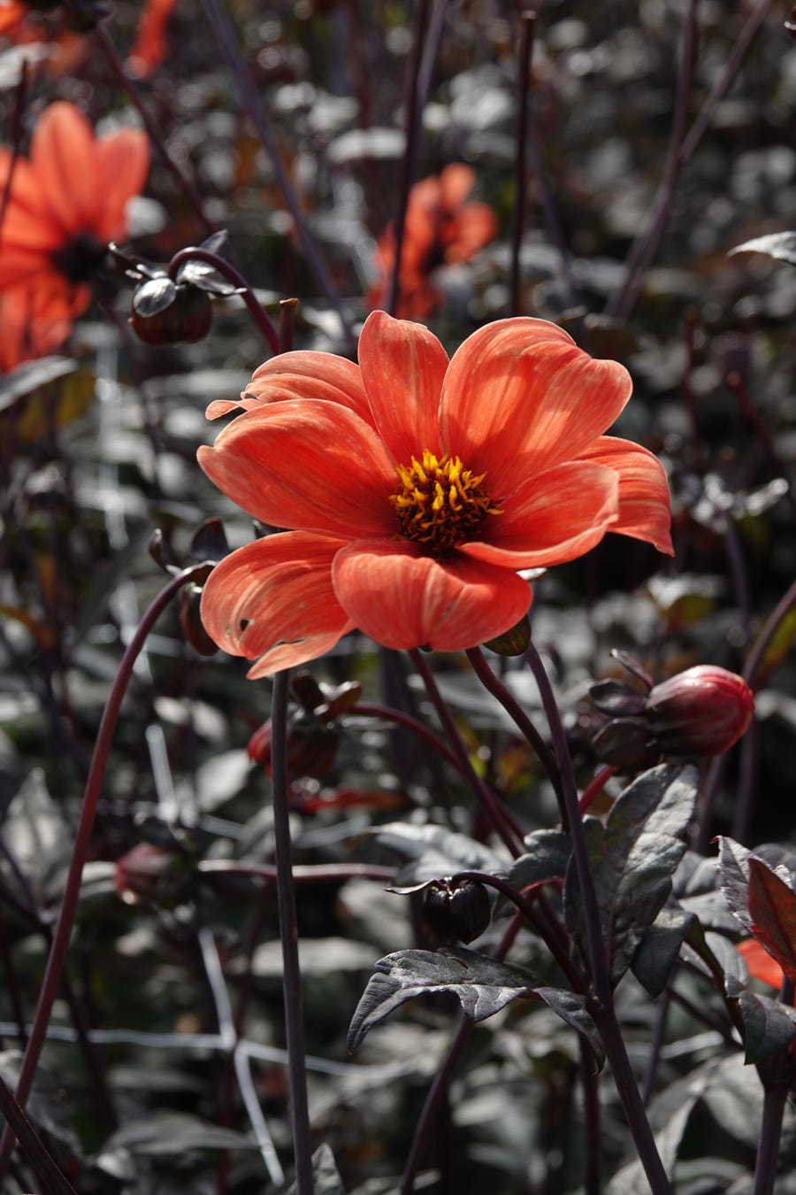 Dahlia Bishop of Oxford, photo 4