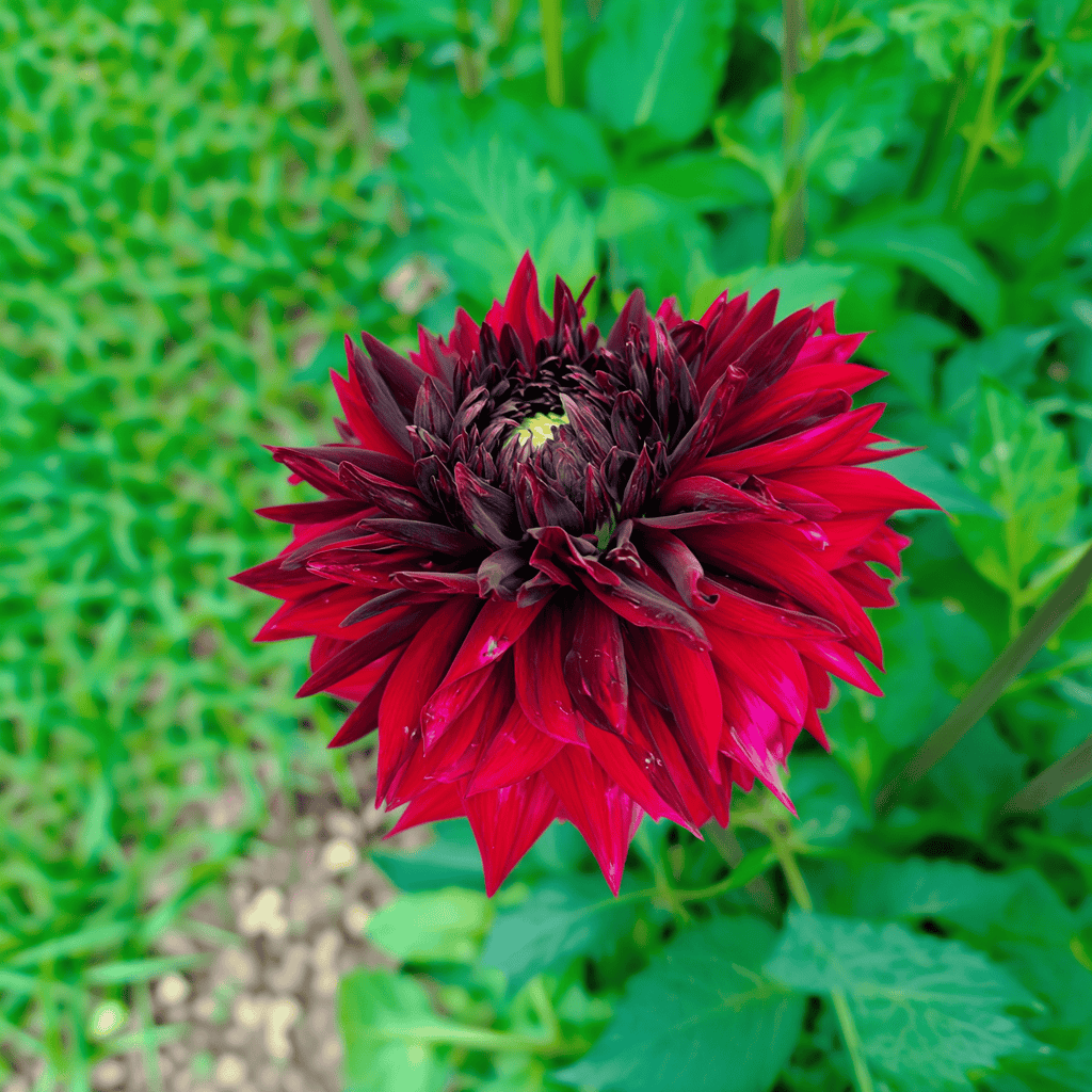 Dahlia Black Touch