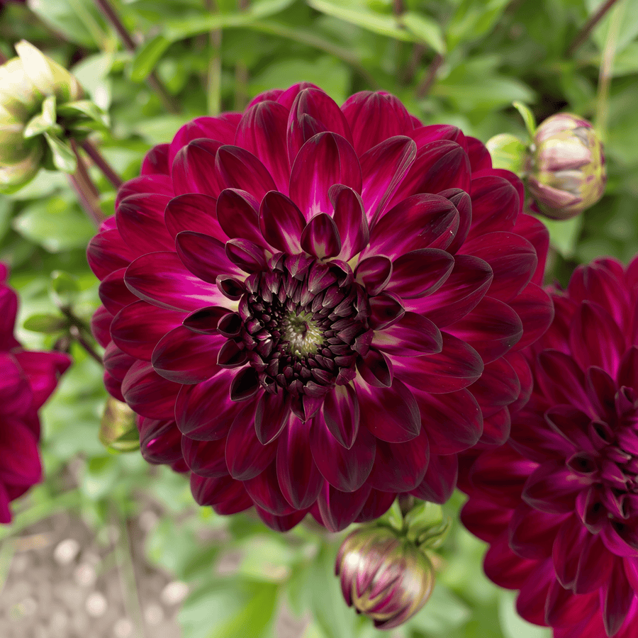 Dahlia Blue Bird flowers in the garden