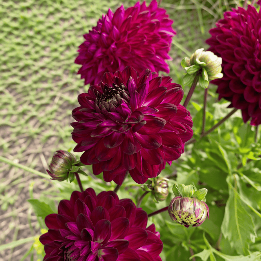 Dahlia Blue Bird, photo 5