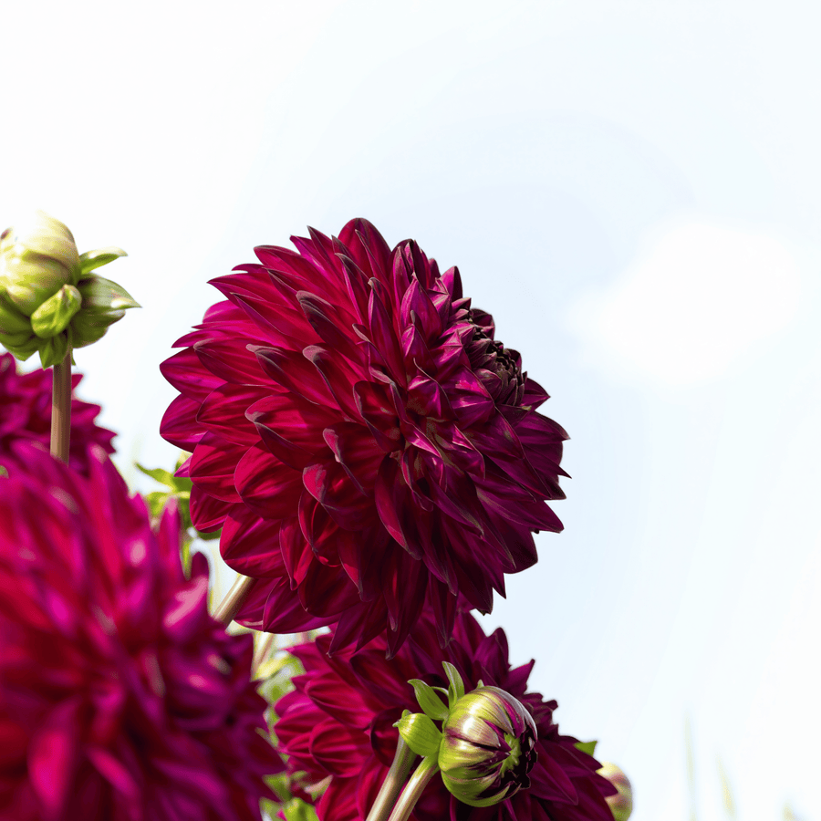 Dahlia Blue Bird, photo 6