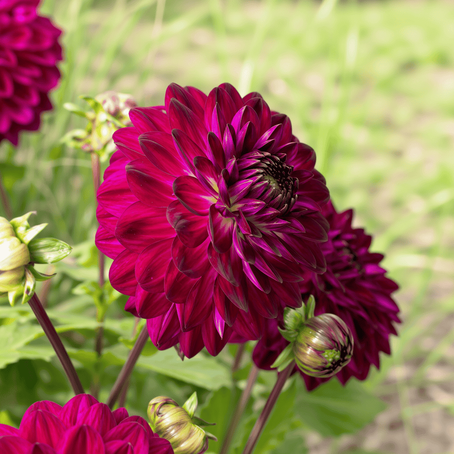Dahlia Blue Bird close-up