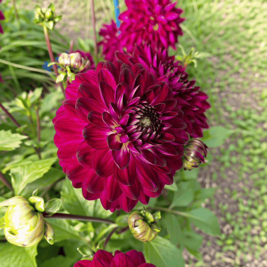 Dahlia Blue Bird, photo 4