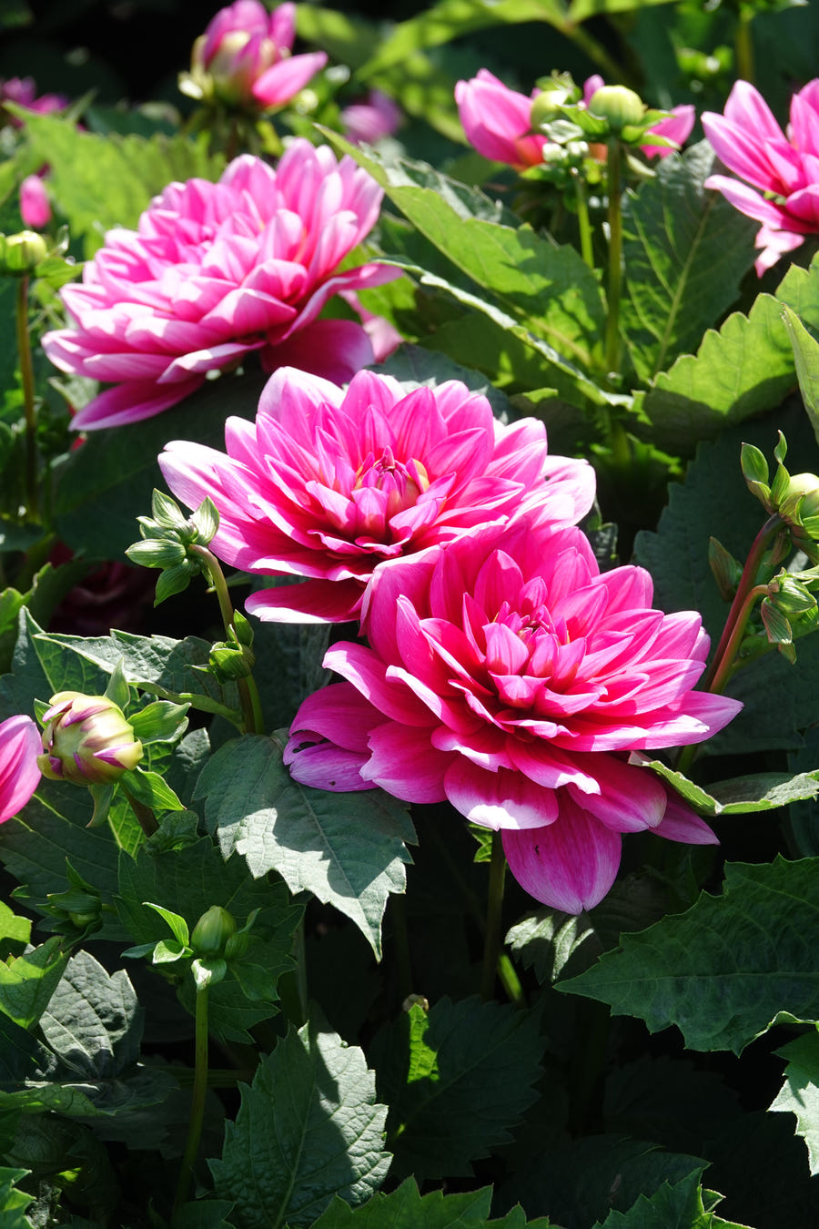 Dahlia Bluesette close-up