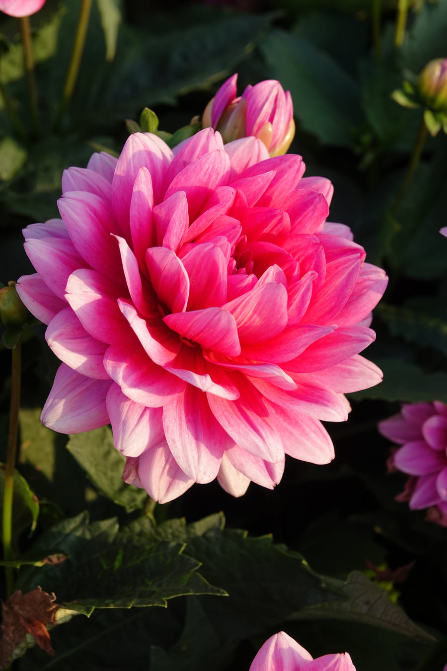 Dahlia Bluesette flowers in the garden