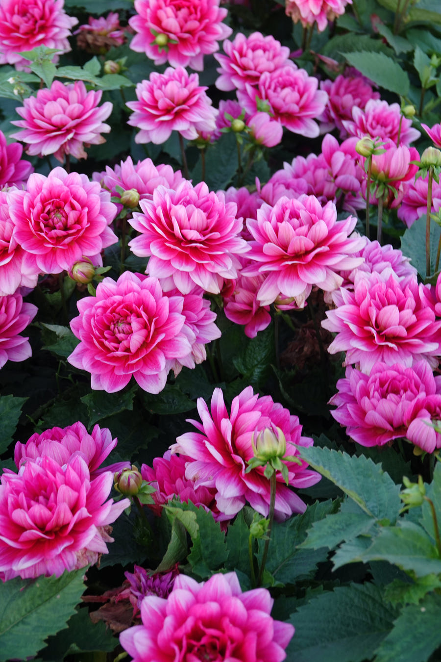 Dahlia Bluesette, photo 4