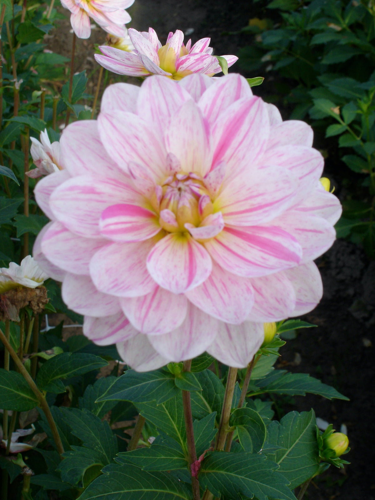 Dahlia Bonesta