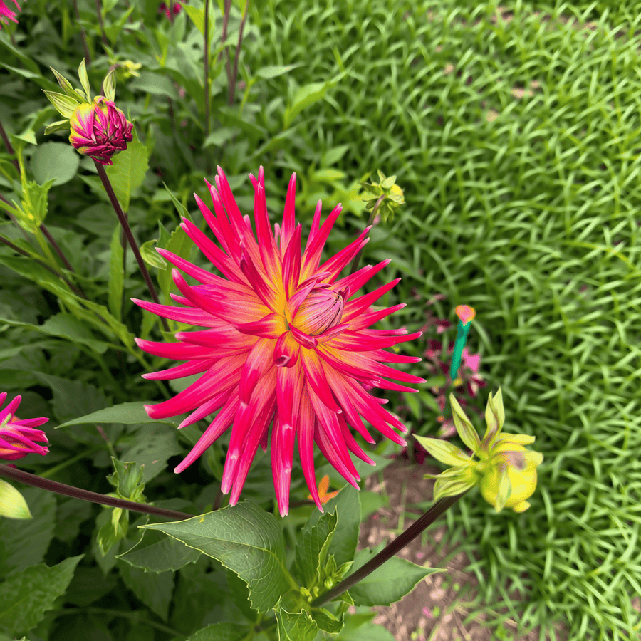 Dahlia Bora Bora