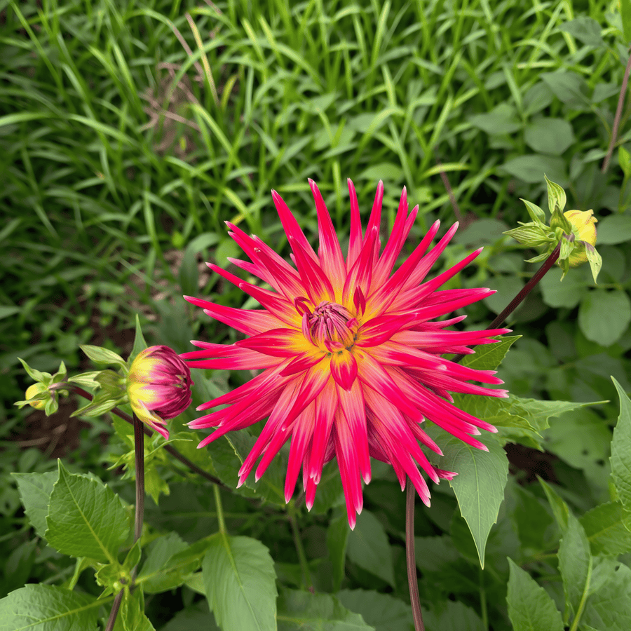 Dahlia Bora Bora