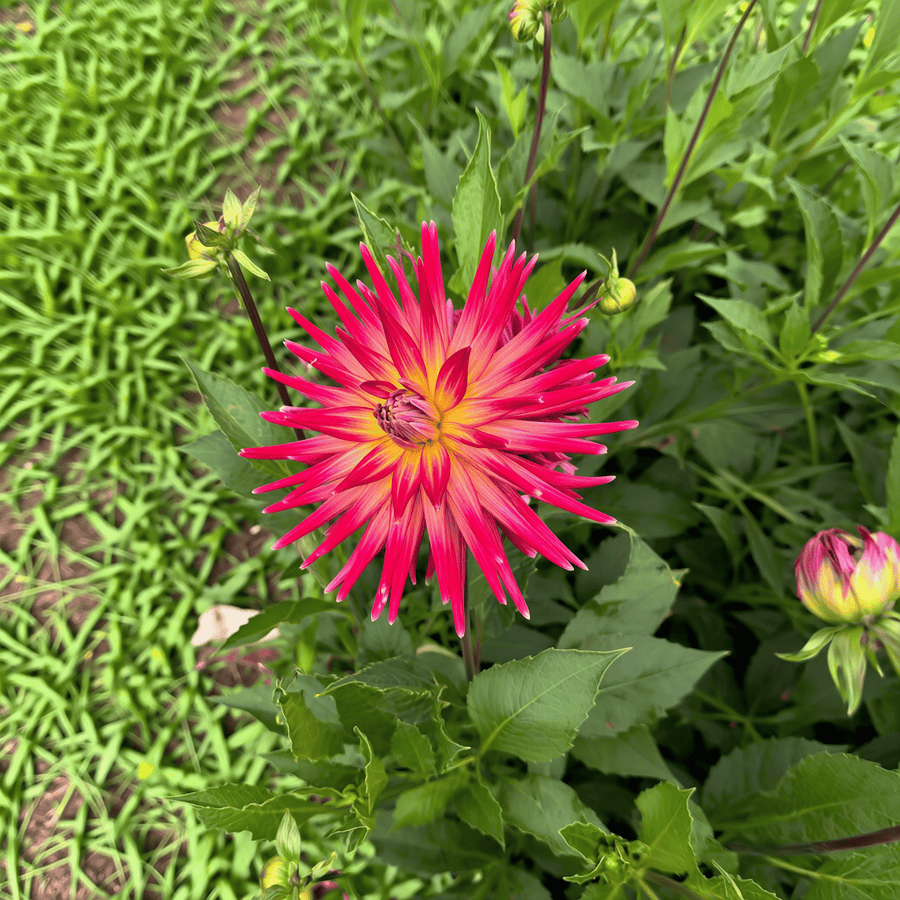 Dahlia Bora Bora