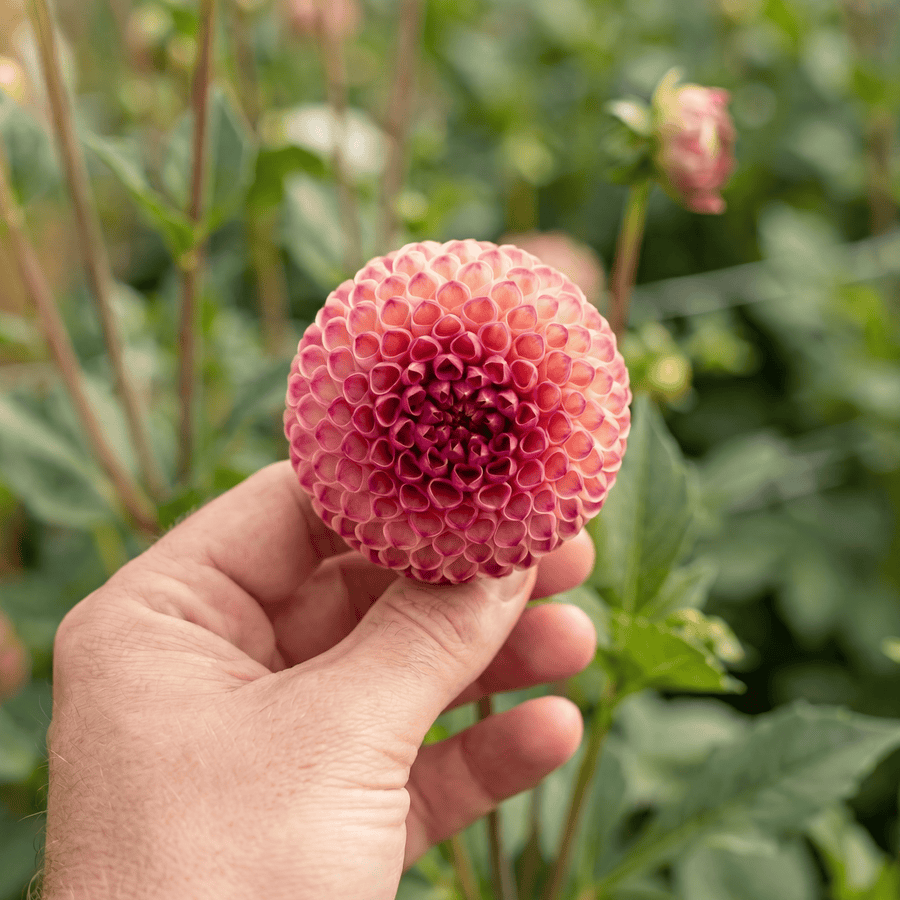 Dahlia Burlesca