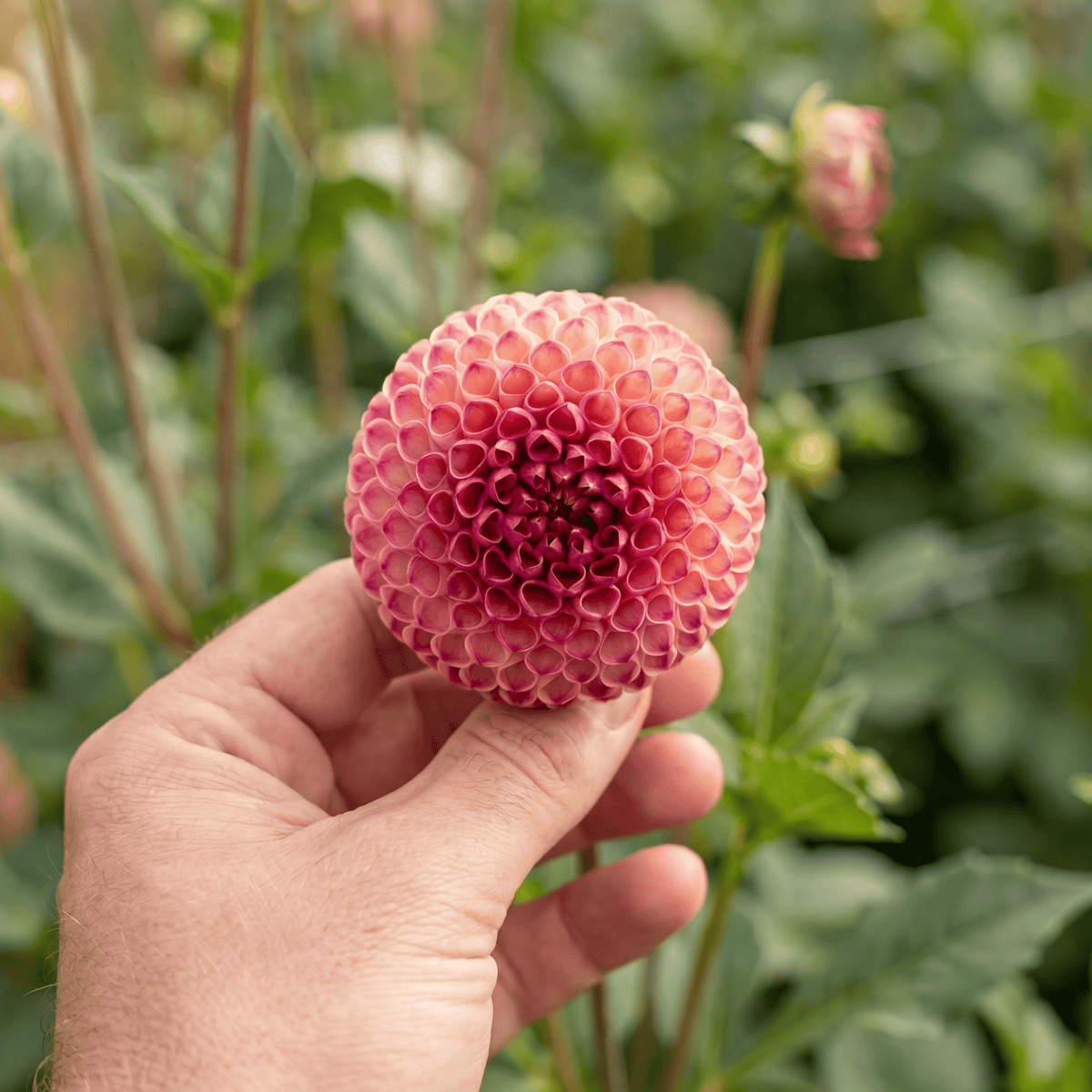 Dahlia Burlesca