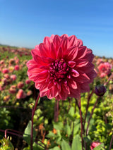 Dahlia Dalmuti Baroness Zalm
