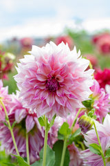 Dahlia Cafe au Lait Royal